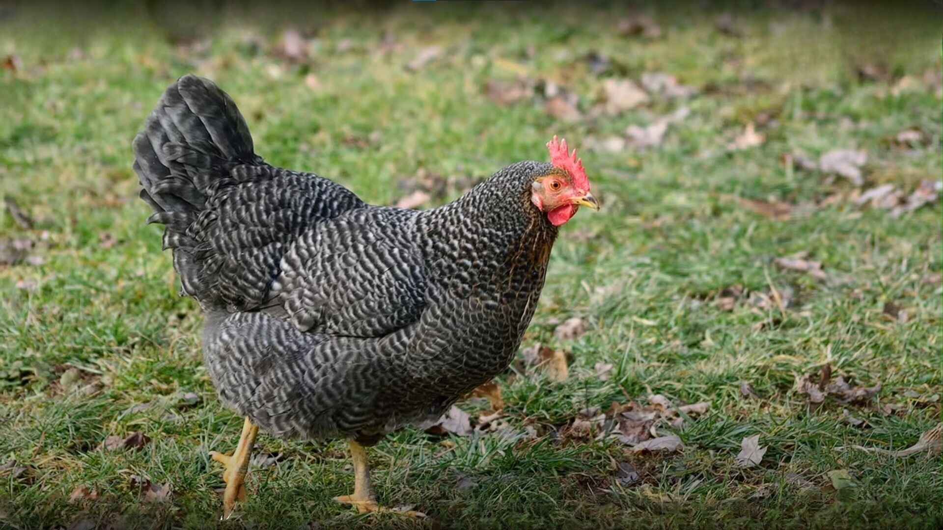 Barred Rock Chicken