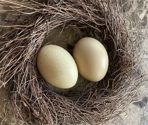 Sapphire Olive Egger Chicken Egg Color