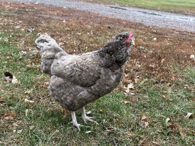 Sapphire Olive Egger Chicken