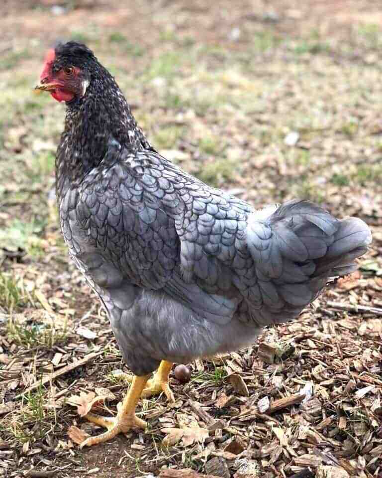 Sapphire Olive Egger Chicken