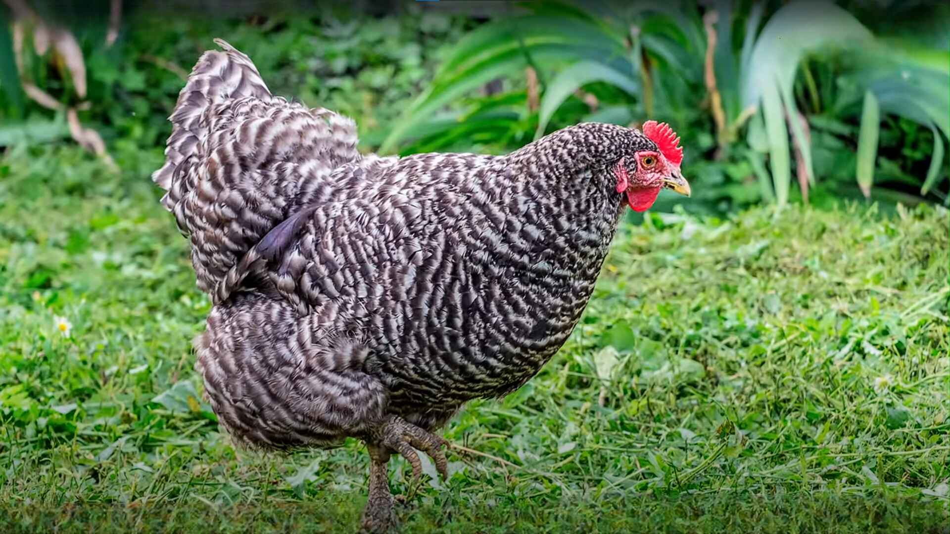 Plymouth Barred Rock Chicken