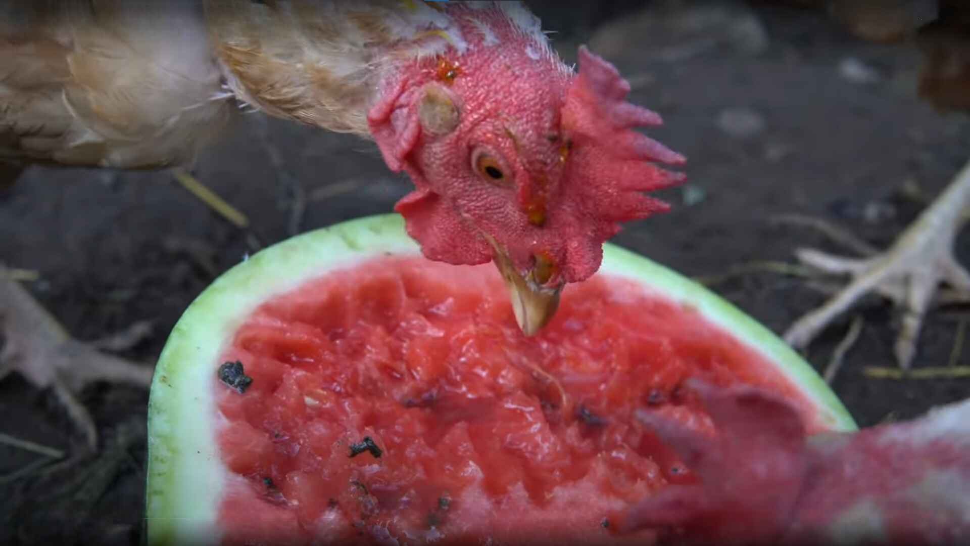Can Chickens Eat Watermelon?