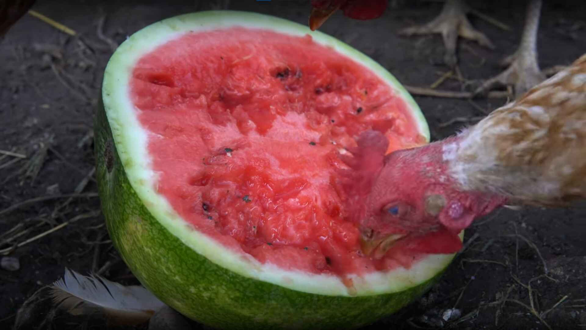 How to Feed Watermelon to Chickens