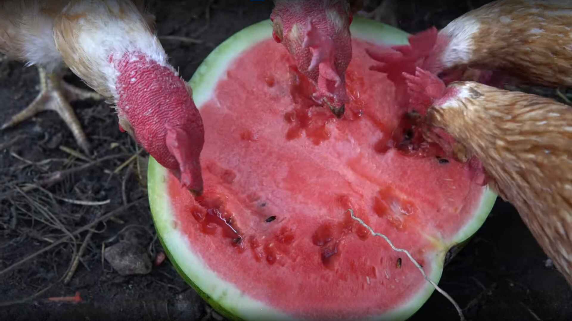 Can Chickens Eat Watermelon Flesh?