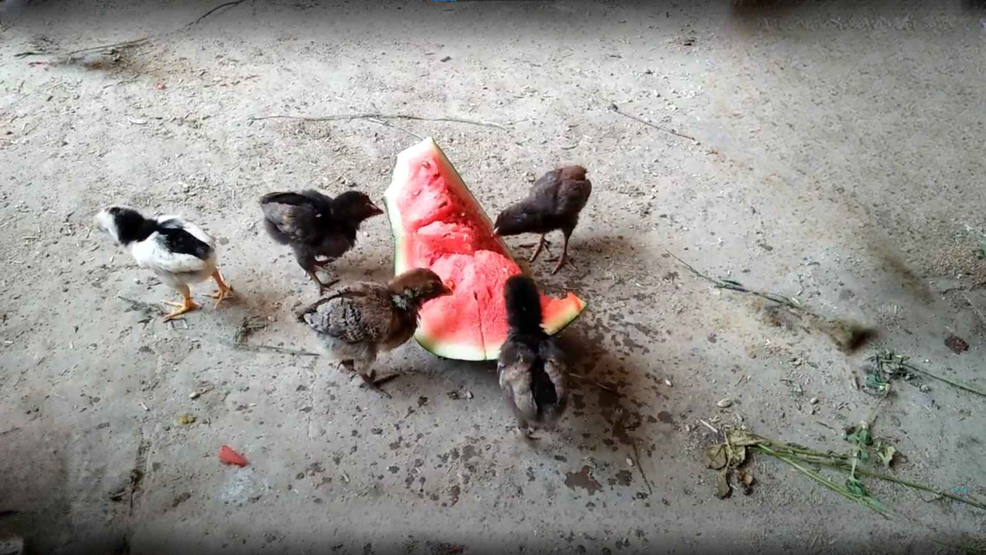 Can Baby Chickens Eat Watermelon?