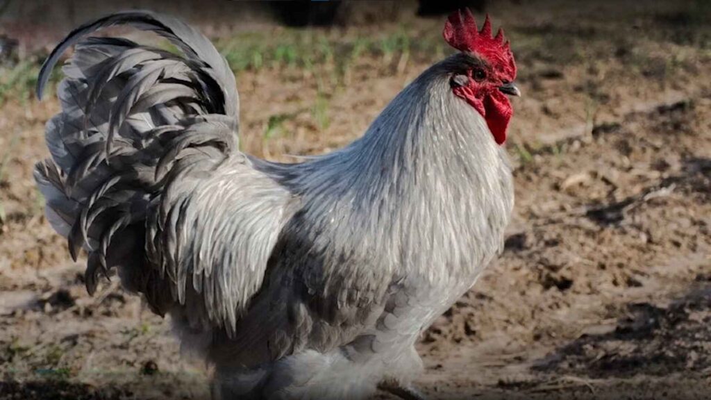 Lavender Orpington Chicken