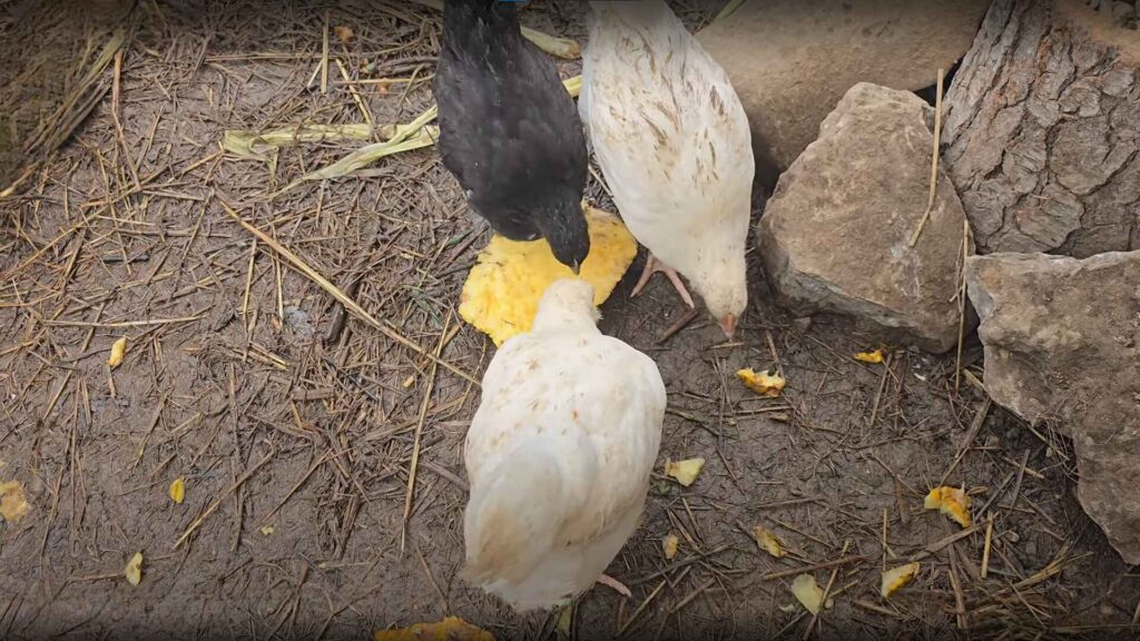 What is the Best Way to Feed Pineapple to Chickens?