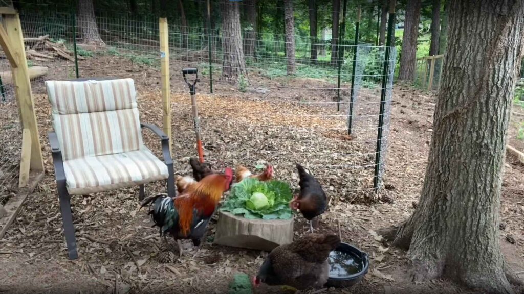 Can Chickens Eat Cabbage?