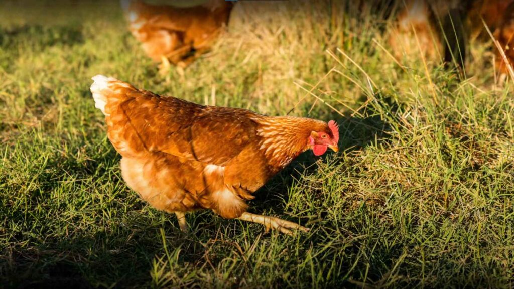 Are ISA Brown Chickens Right For You?