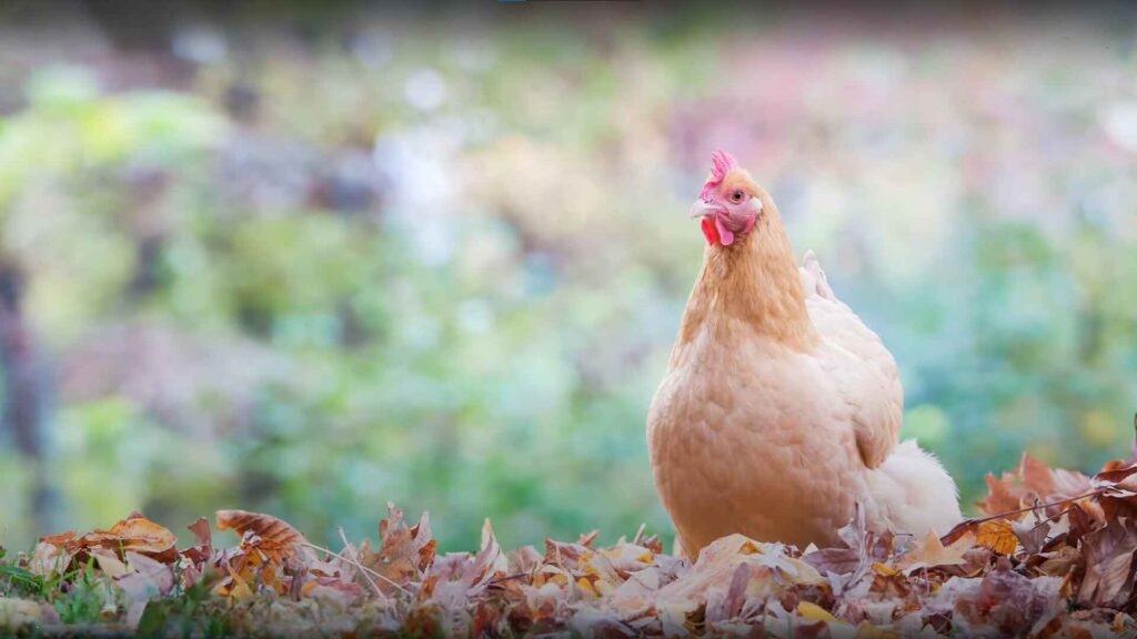 Buff Orpington Chicken