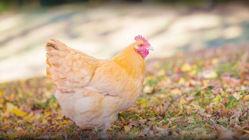 Buff Orpington Chicken