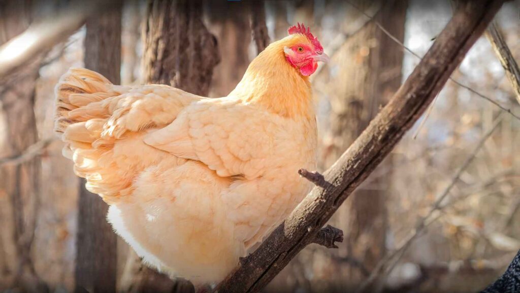 Buff Orpington Chicken