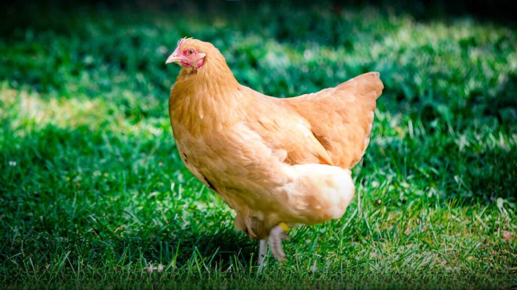 Buff Orpington Chicken