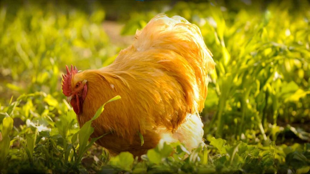 Buff Orpington Chicken