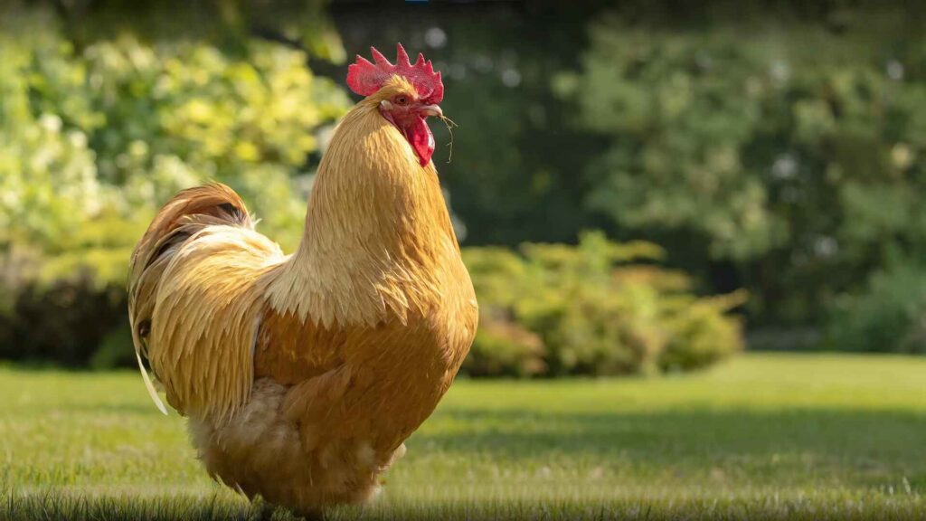 Buff Orpington Chicken