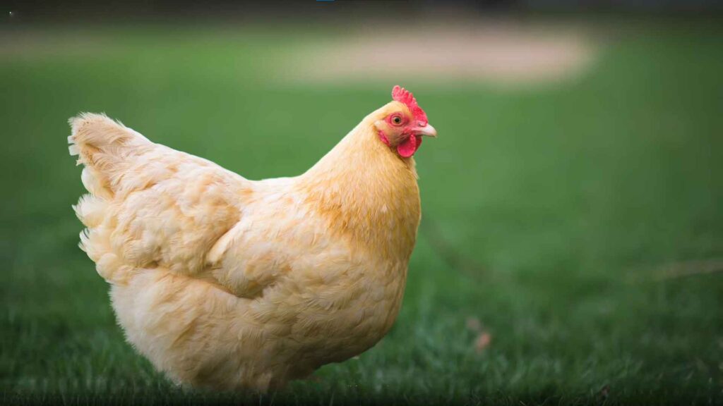 Distinct Features and Physical Characteristics