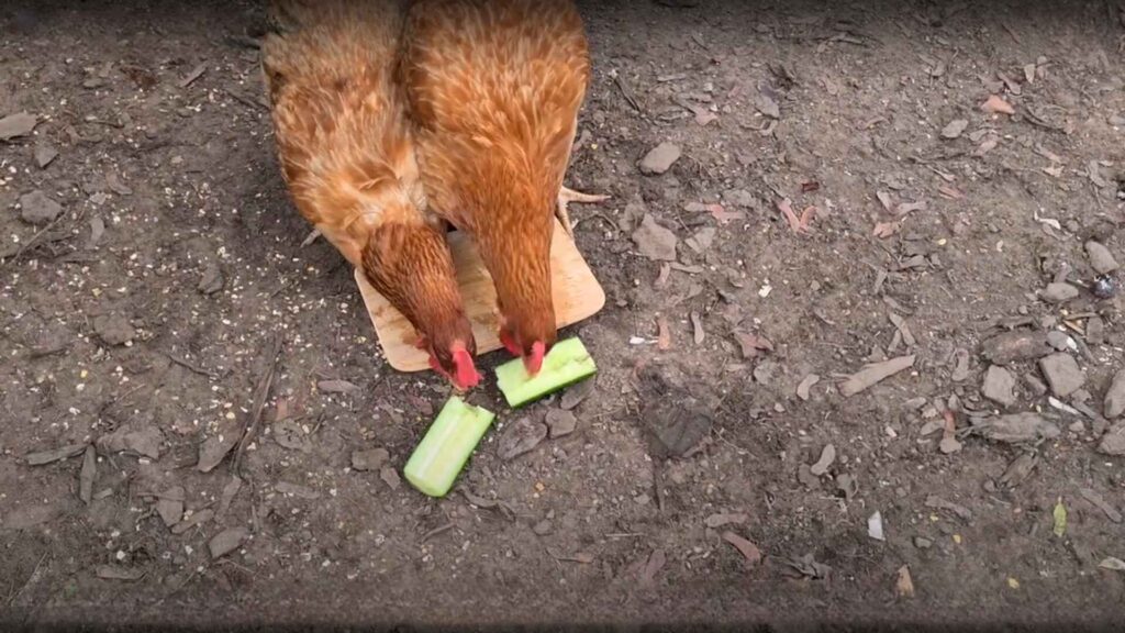 How to Feed Cucumbers to Chickens