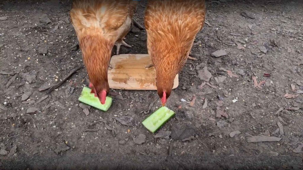 How Many Cucumbers Can Chickens Eat?