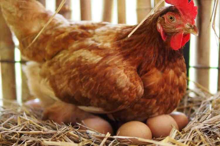 Egg Color of ISA Brown Chickens