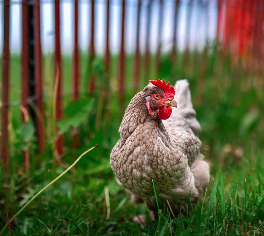 Sapphire Olive Egger Breed Appearance