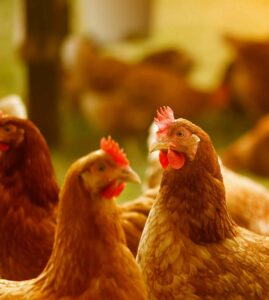 Can Chickens Eat Peanuts? A Must-Know Feeding Fact
