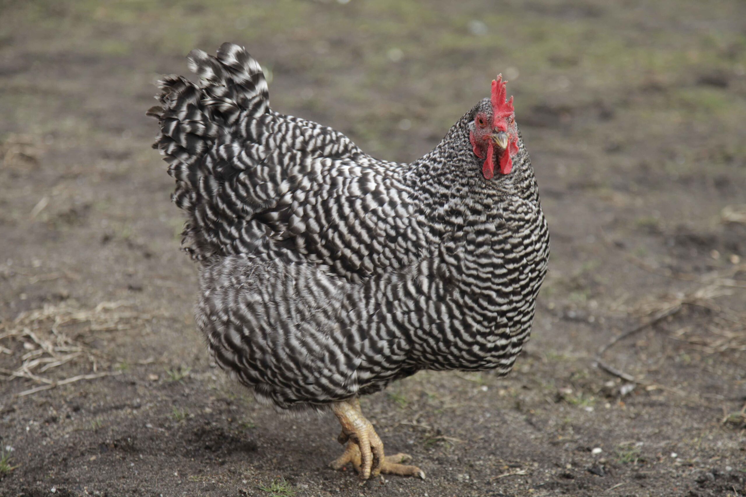 The History of Barred Rock Chickens