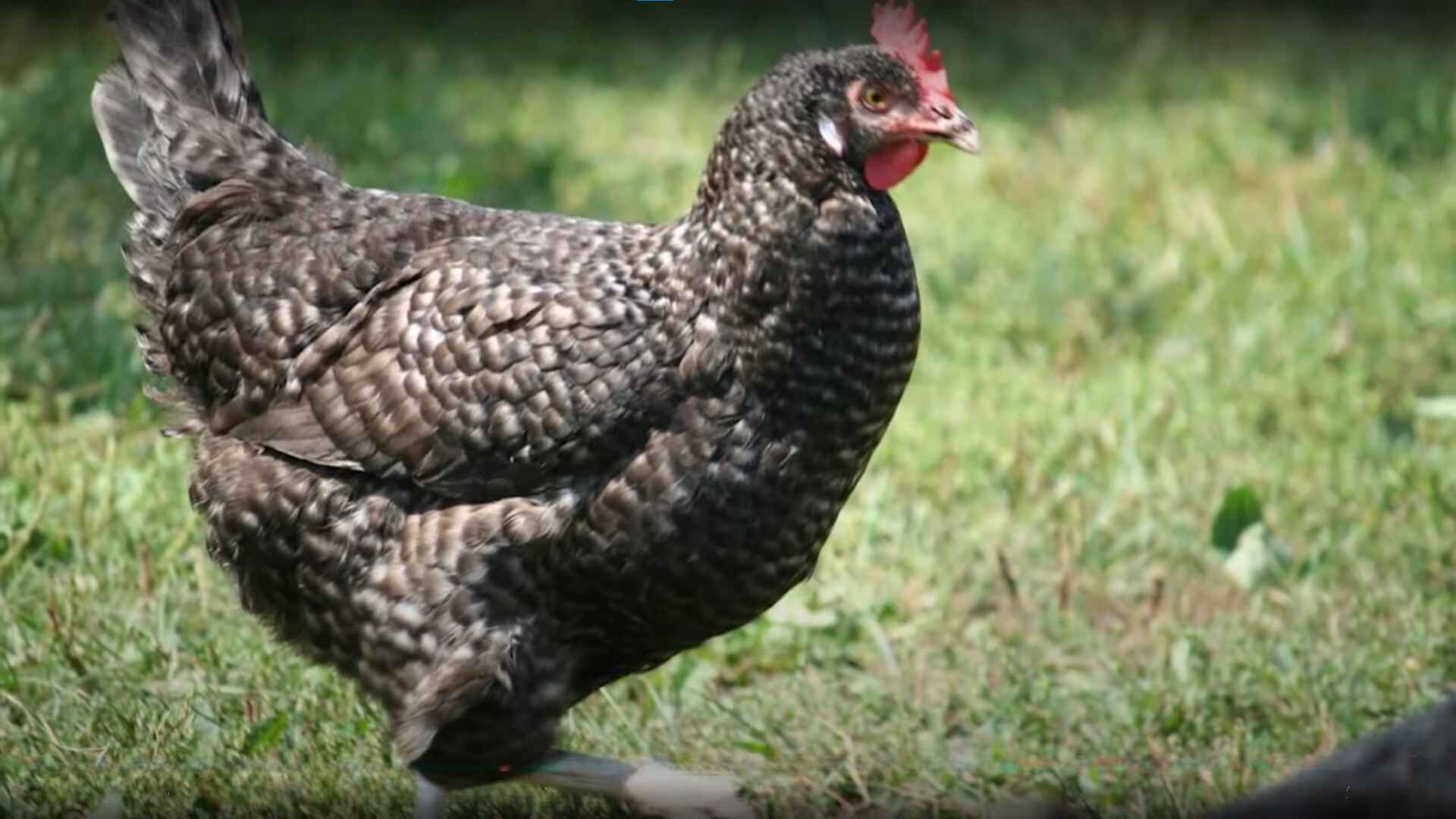 Cuckoo Maran Chicken