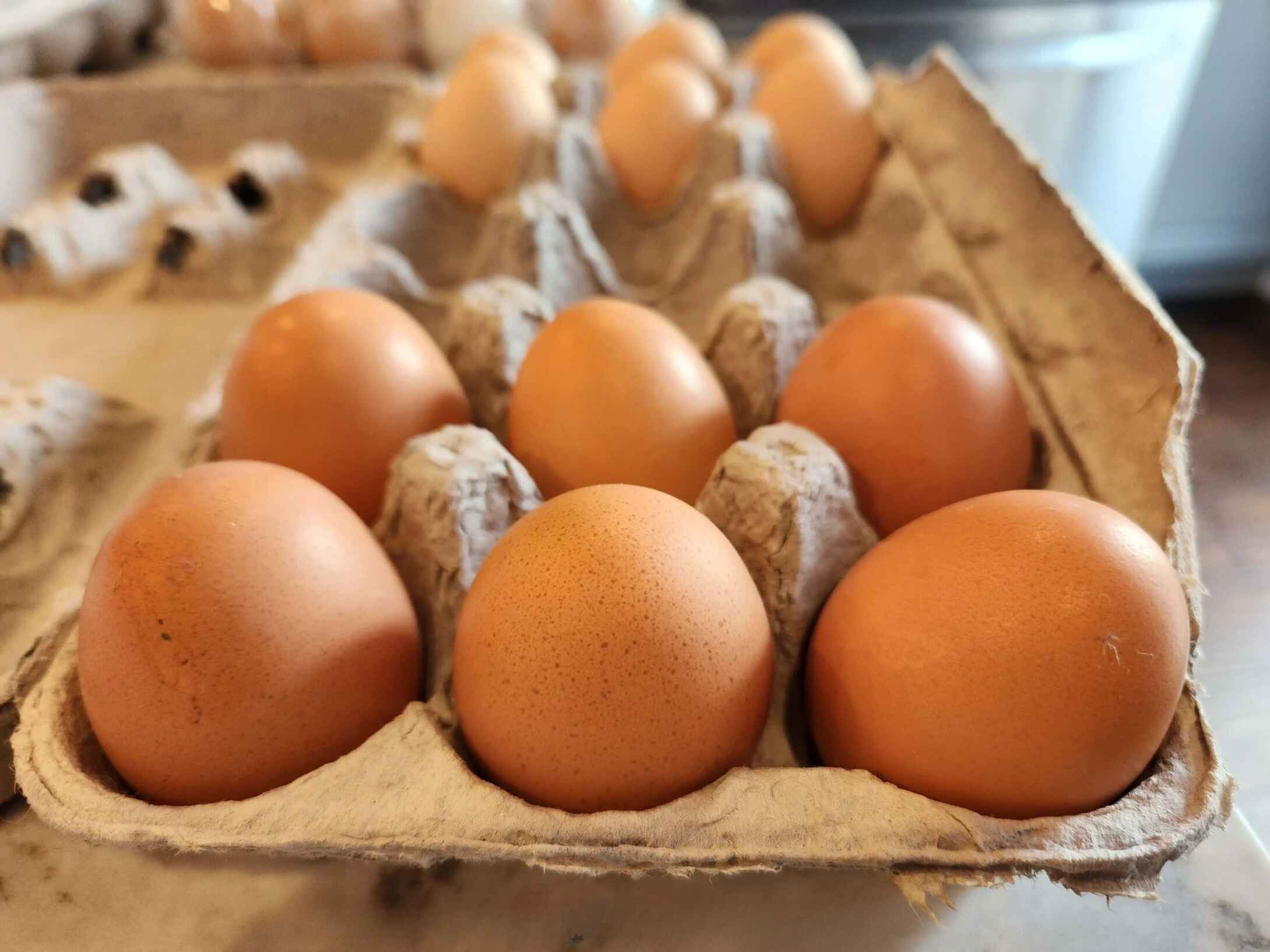Cuckoo Maran Chicken Egg