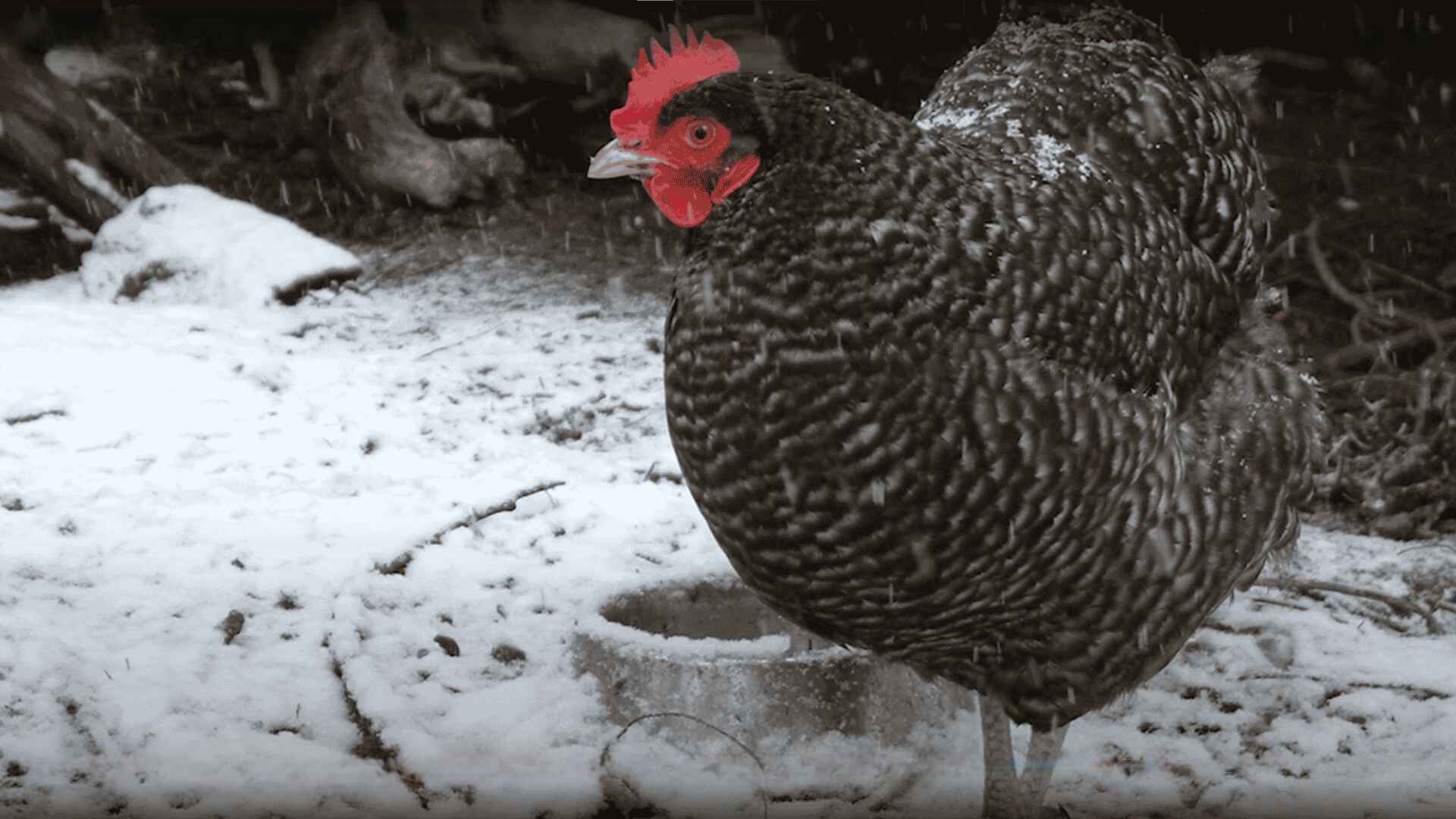 Cuckoo Maran Breed Appearance