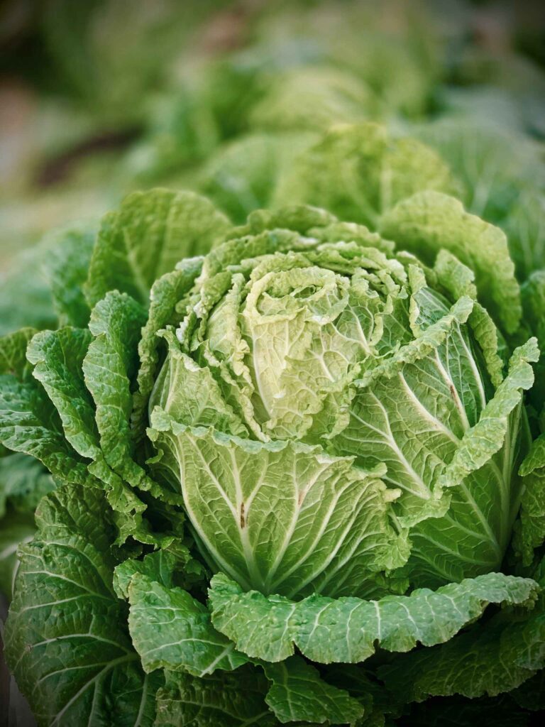 What Parts Of The Cabbage Plant Can Chickens Eat?