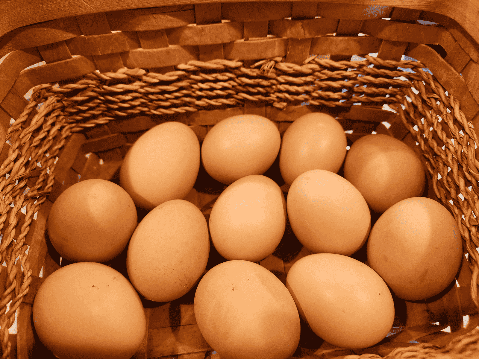 Plymouth Barred Rock Chicken Egg