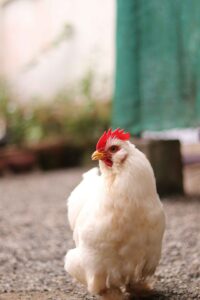 Can Chickens Eat Peanuts? A Must-Know Feeding Fact
