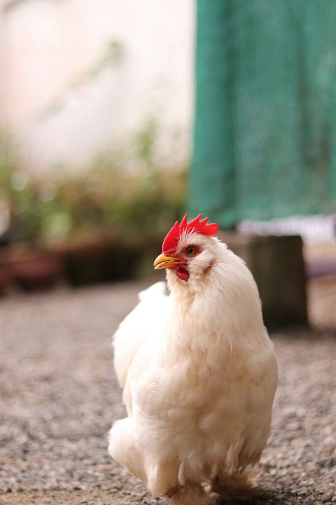 Can Chickens Eat Peanuts?