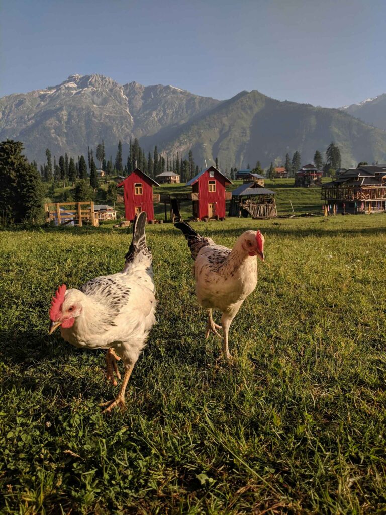 Cabbage Is Healthy For Chickens Too!
