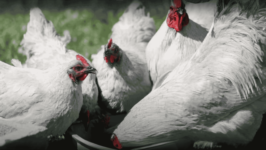 Lavender Orpington Chicken