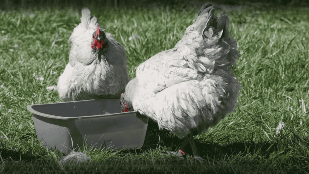 Lavender Orpington Chicken