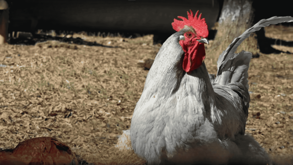 Lavender Orpington Chicken Appearance