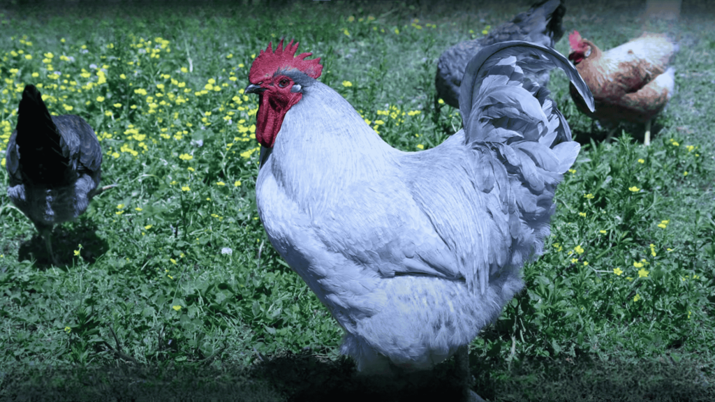 Lavender Orpington Chicken
