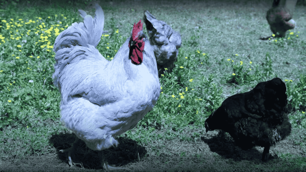 Lavender Orpington Chicken