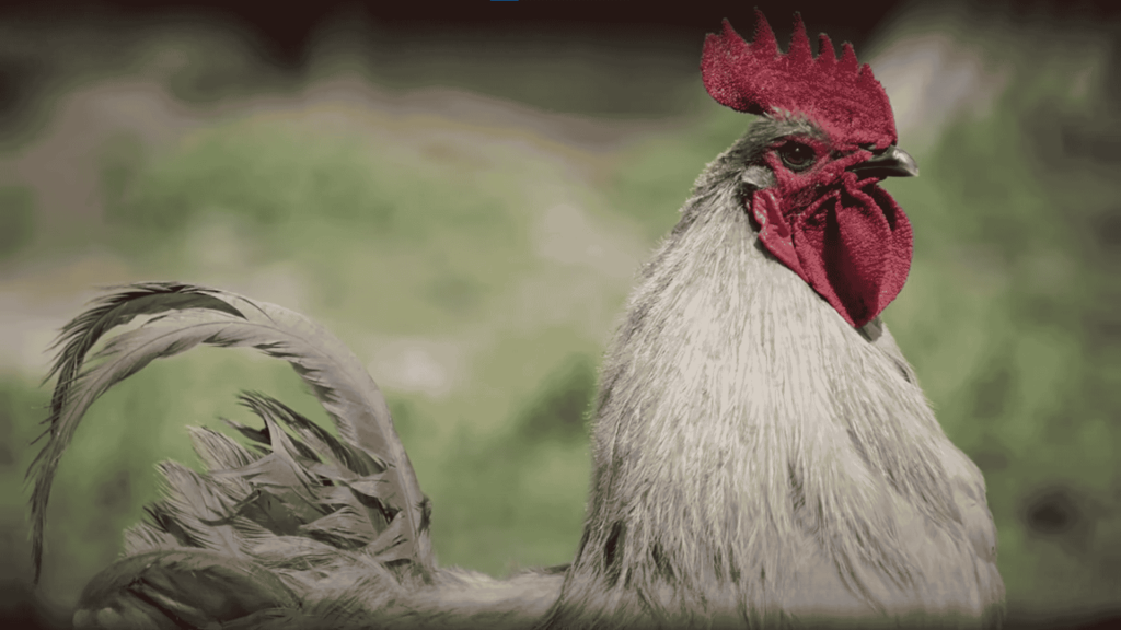 Lavender Orpington Chicken