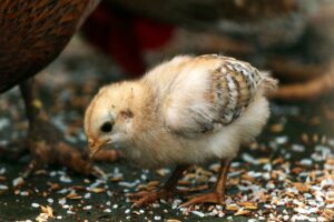 Can Chickens Eat Peanuts? A Must-Know Feeding Fact