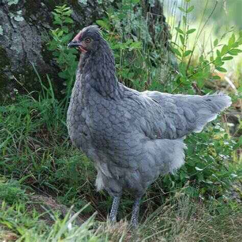 Sapphire Olive Egger Chickens