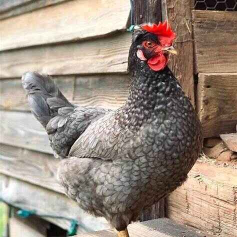 Sapphire Olive Egger Chicken