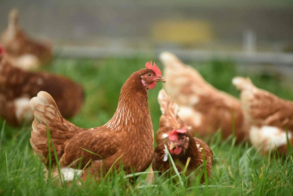 Understanding Chicken Behavior and Their Diet Choices