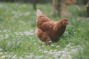 Can Chickens Eat Peanuts? A Must-Know Feeding Fact