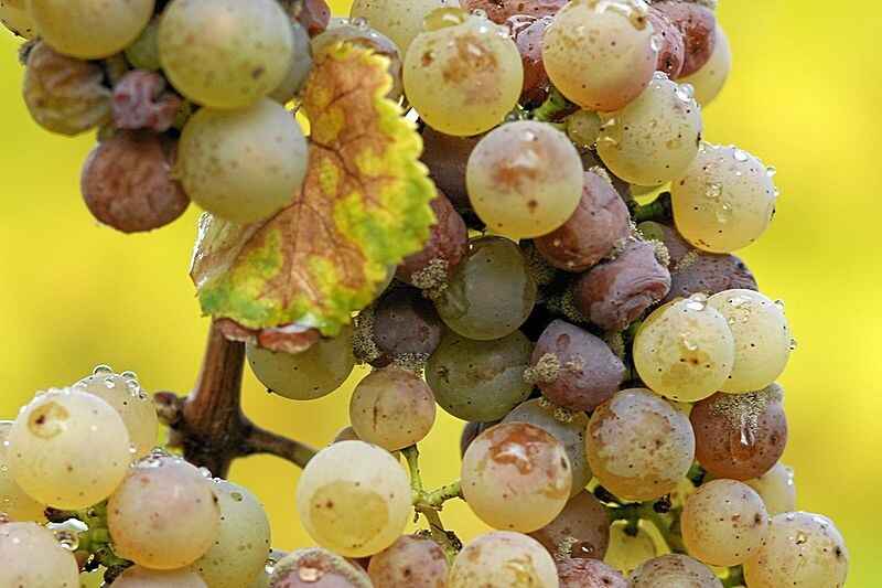 Moldy Grapes