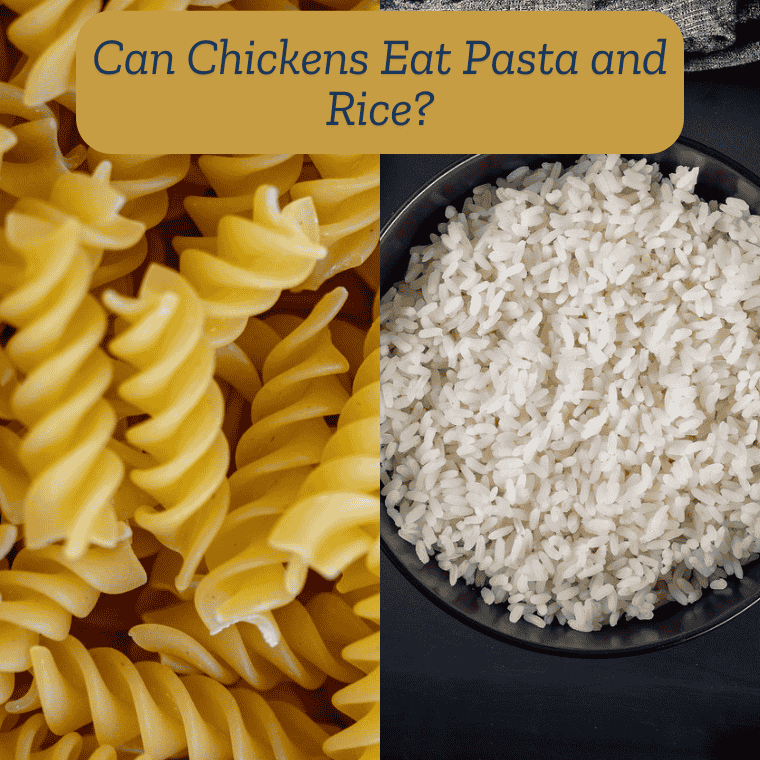 Can Chickens Eat Pasta and Rice?