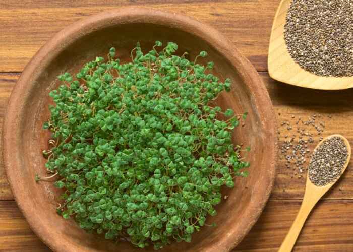 Can Chickens Eat Chia Sprouts?