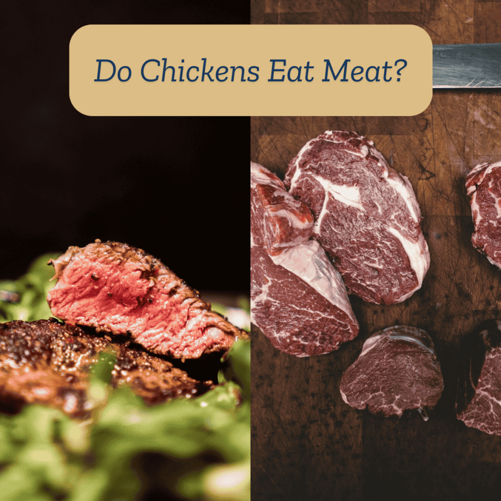 Do Chickens Eat Meat?