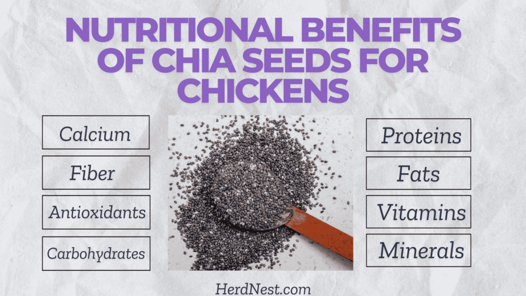 Nutritional Benefits of Chia Seeds for Chickens